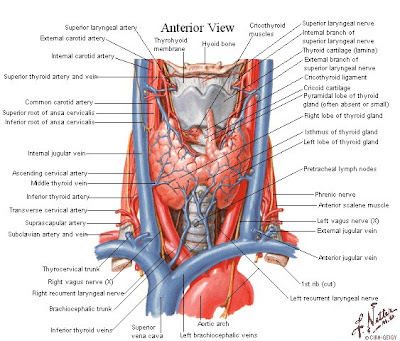 ANATOMIA DE TIROIDES EPUB ANATOMIA DE TIROIDES EPUB